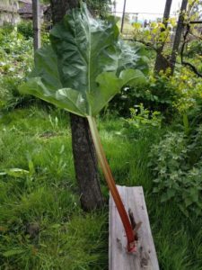 Un pețiol de 87 de cm. Cu tot cu frunza avea cam 150 cm.