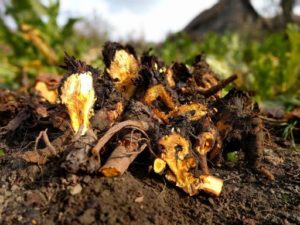 RABARBURA se înmulțește cel mai eficient prin despărțirea unei rădăcini mature în rizomi. Aceștia se plantează devenind plante mature în 3 ani. Rată de succes de 98%.